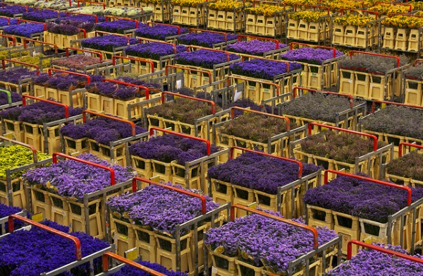 thingstodo_flowerauction