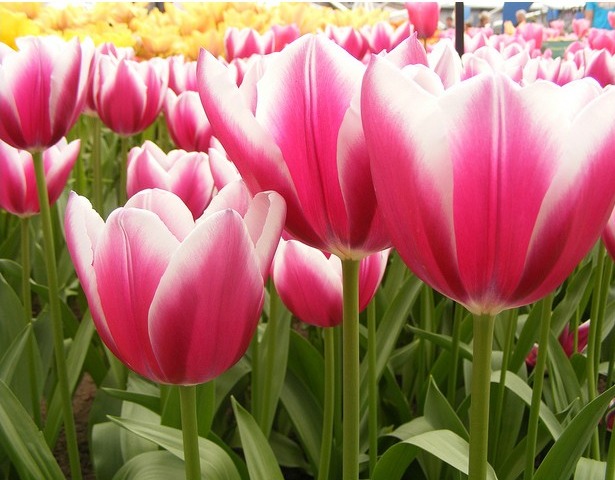keukenhof